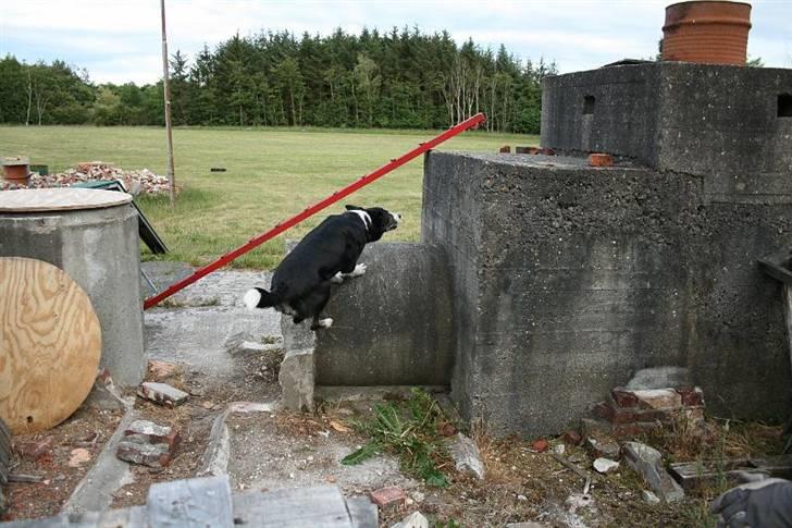Border collie Píla - Píla har fået fært af en gemt figurant og skal nu undersøge, hvor færten kommer fra. Og hvorfor bruge stigen, når man nu er let til bens og sagtens kan springe det stykke billede 19