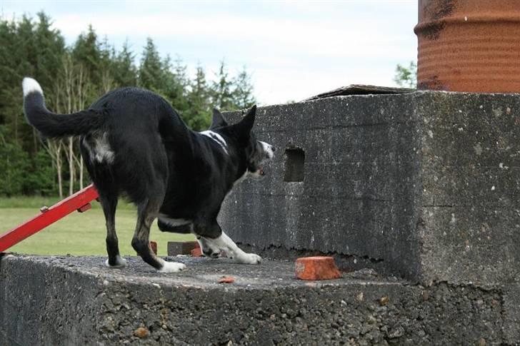 Border collie Píla - Jo, den var god nok - det var her oppefra, at færten fra figuranten kom - Píla er i hvert fald ikke i tvivl og halser lige, hvor færten er stærkest (mon figuranten fik en høreskade)?  billede 20