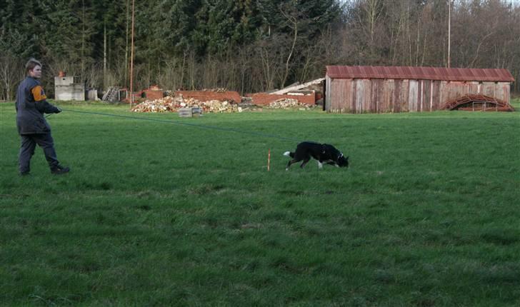 Border collie Píla - Píla på sporet. Bestemt ikke vores favorit diciplin, selvom Píla går med et godt dybt søg. Vi synes vist bare begge, at både ruinsøg og rundering er sjovere ;-) billede 21