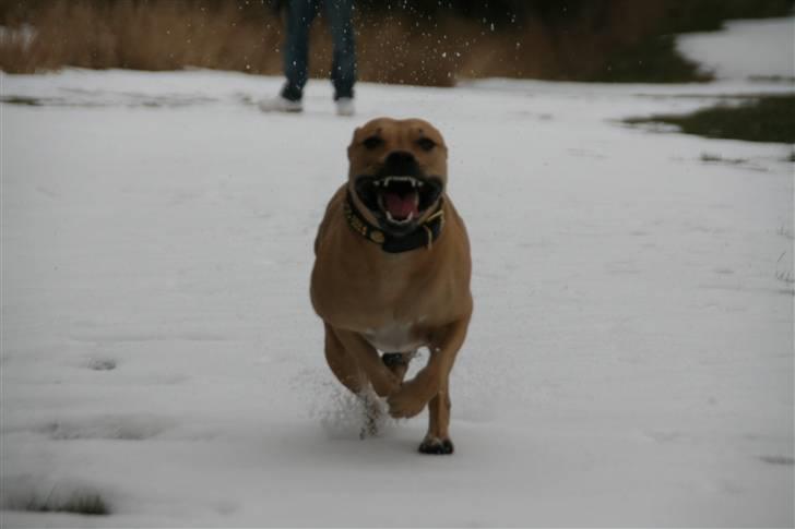Amerikansk staffordshire terrier gaia - her kommer jeg.... billede 17