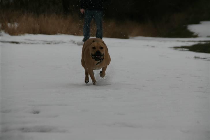 Amerikansk staffordshire terrier gaia - fuld fart frem.... billede 19