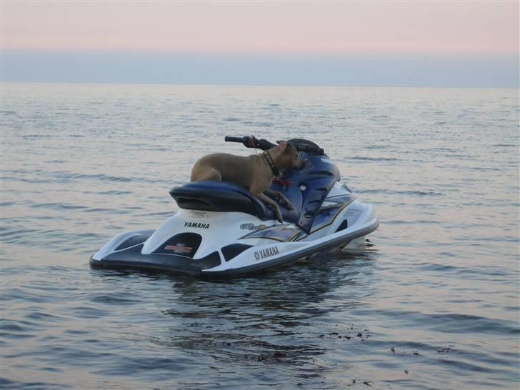 Amerikansk staffordshire terrier gaia - se lige mig....en ægte livredder... billede 20