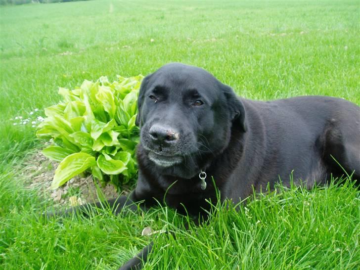 Labrador retriever LABAN (*aflivet*) 2010. billede 1