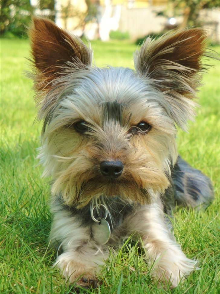 Yorkshire terrier Sofus - 1)sofus profil læge gerne ike bedømmelse og kommentar :) foto: mig billede 1