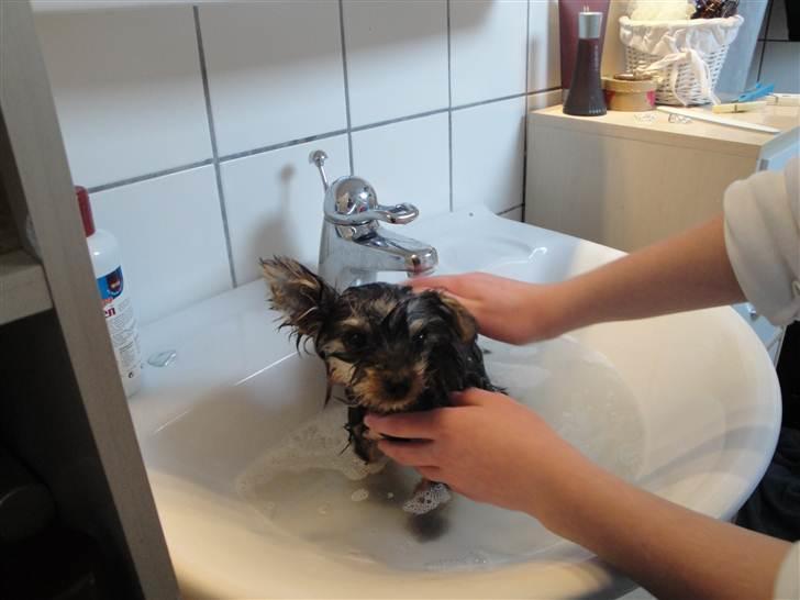Yorkshire terrier Sofus - 2) bad er træls.. foto: mor billede 2