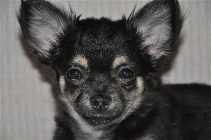 Chihuahua Dee Kay Beautiful Blackie billede 1