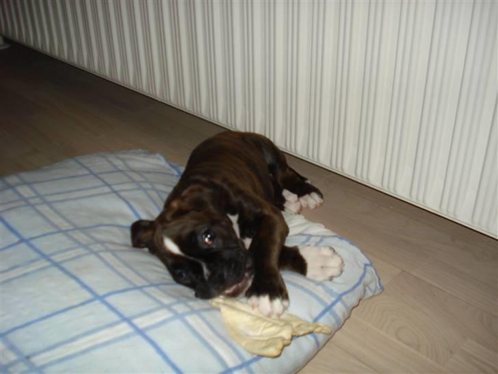 Boxer Akira - uhmmm kogt griseøre..  billede 9