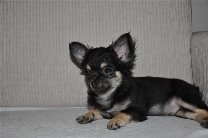 Chihuahua Dee Kay Beautiful Blackie billede 2