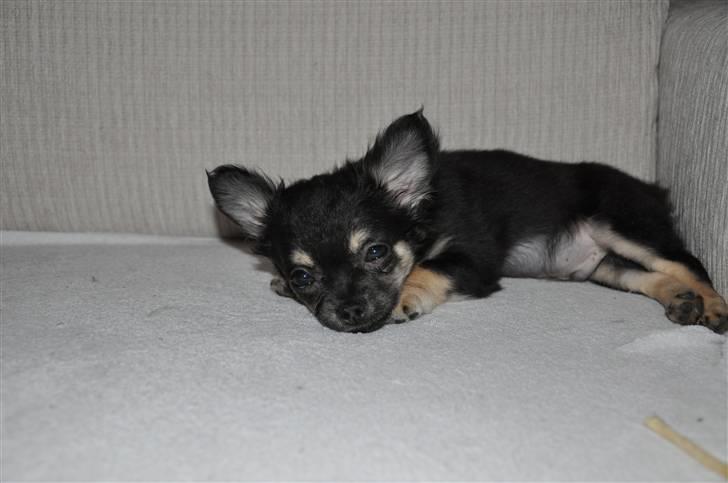 Chihuahua Dee Kay Beautiful Blackie billede 3