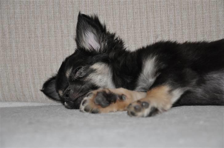 Chihuahua Dee Kay Beautiful Blackie billede 4