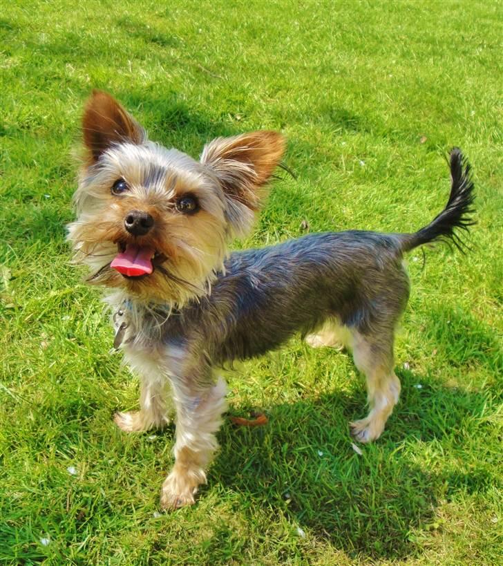 Yorkshire terrier Sofus billede 8