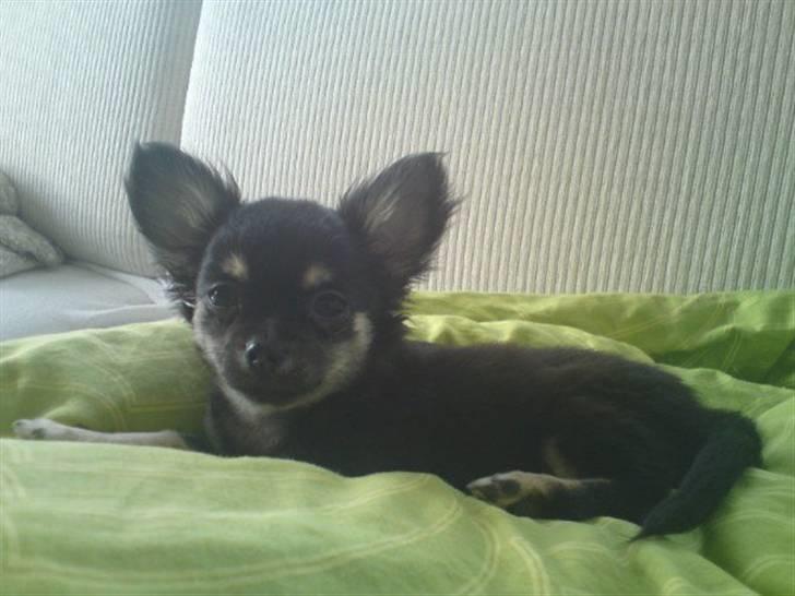 Chihuahua Dee Kay Beautiful Blackie billede 5