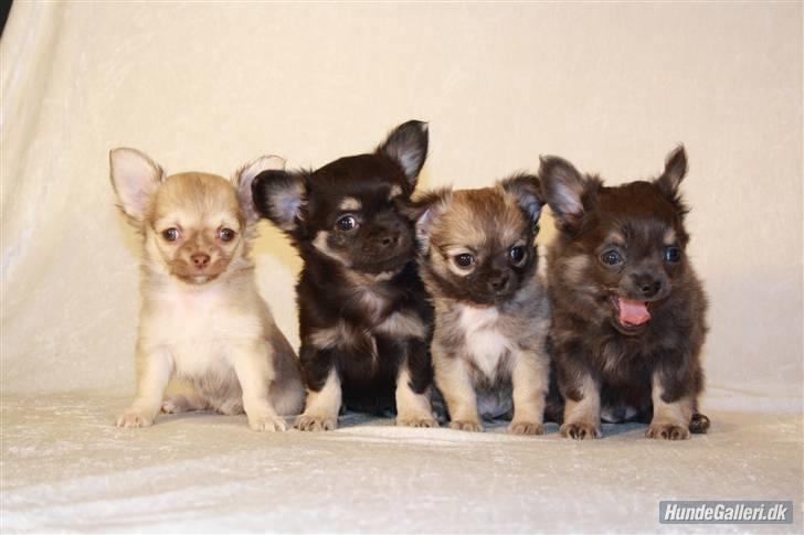 Chihuahua Dee Kay Beautiful Blackie billede 6