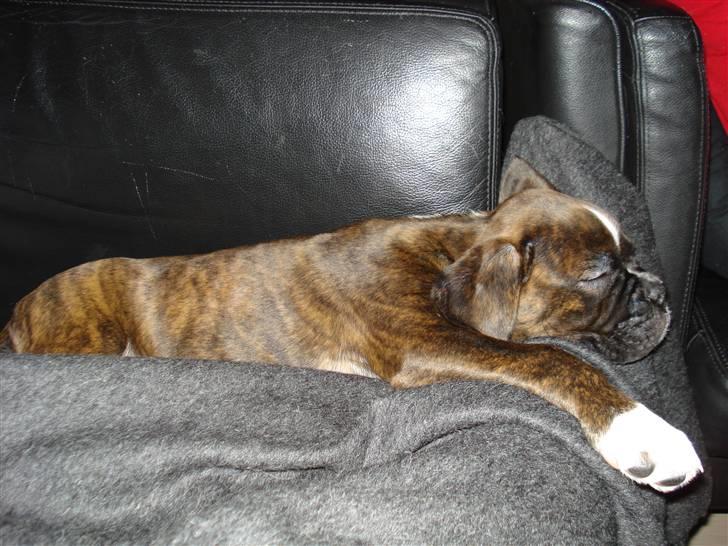 Boxer Akira billede 10