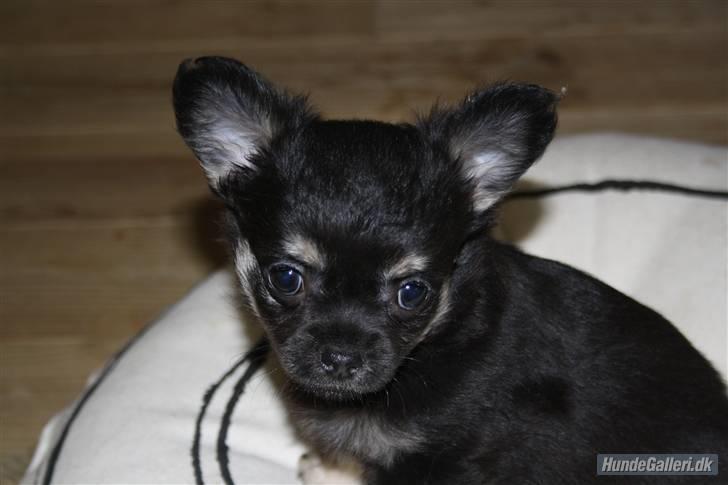 Chihuahua Dee Kay Beautiful Blackie billede 7