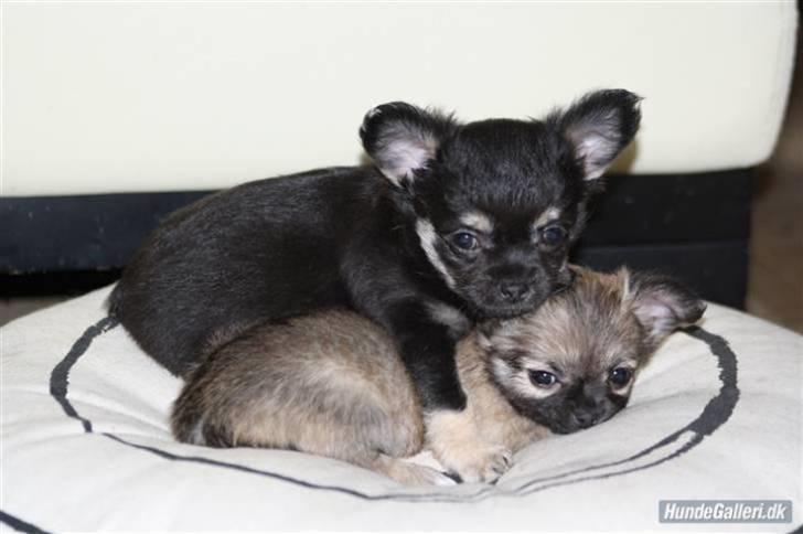 Chihuahua Dee Kay Beautiful Blackie billede 8