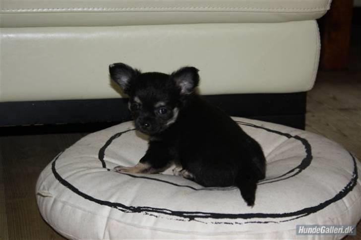 Chihuahua Dee Kay Beautiful Blackie billede 9