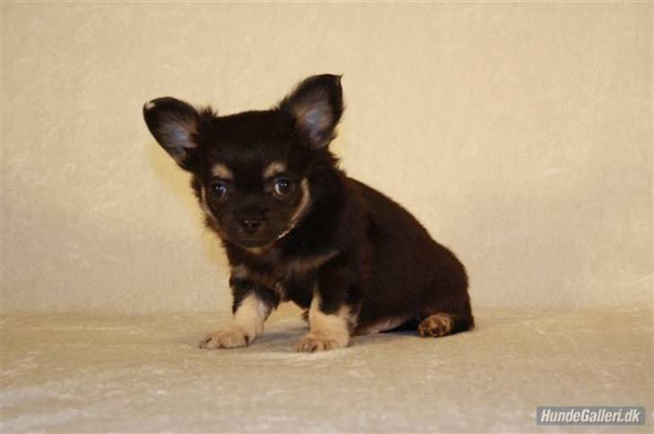 Chihuahua Dee Kay Beautiful Blackie billede 10