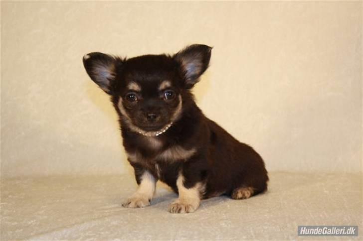Chihuahua Dee Kay Beautiful Blackie billede 11