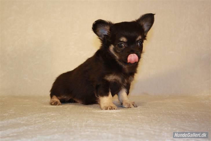 Chihuahua Dee Kay Beautiful Blackie billede 12