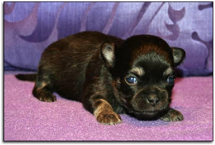Chihuahua Dee Kay Beautiful Blackie billede 13