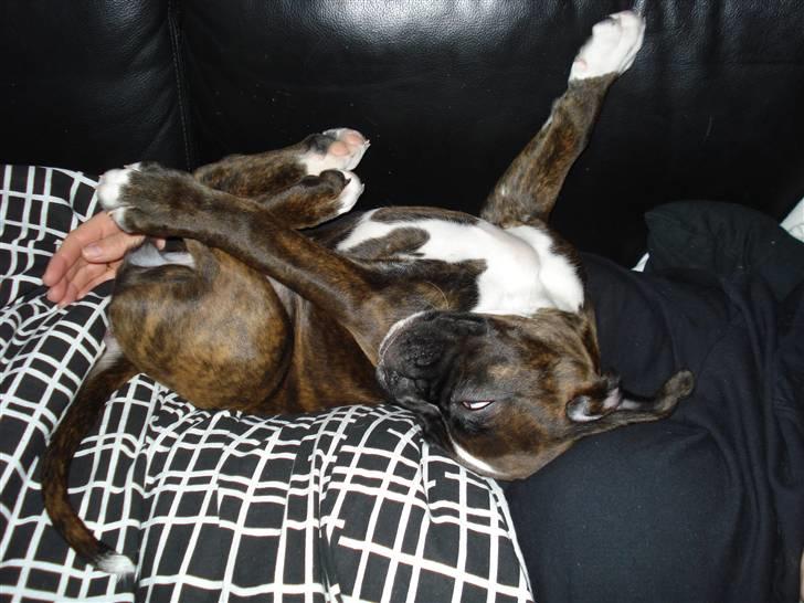 Boxer Akira - hvem sagde træt.. billede 11