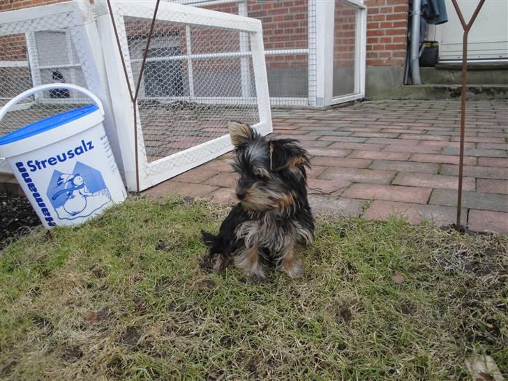 Yorkshire terrier Sofus billede 10