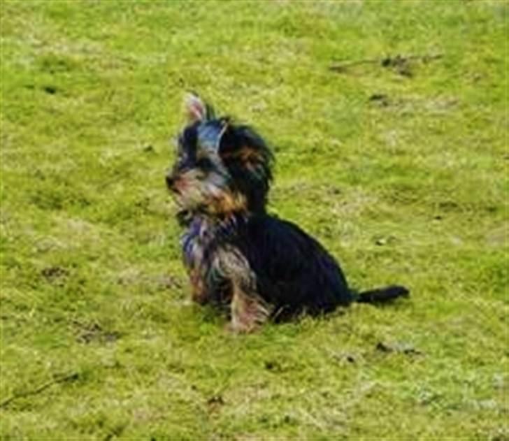 Yorkshire terrier Sofus billede 11