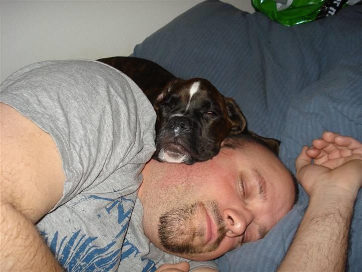 Boxer Akira - uha havearbejde er hårdt.. både for vuffer og far... billede 12