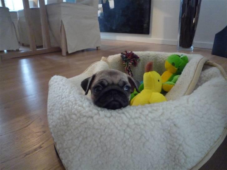 Mops Gizmo billede 2