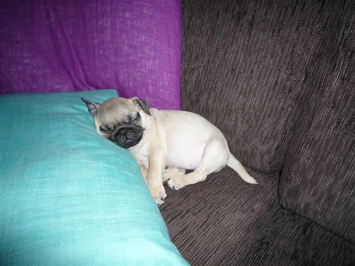 Mops Gizmo billede 3