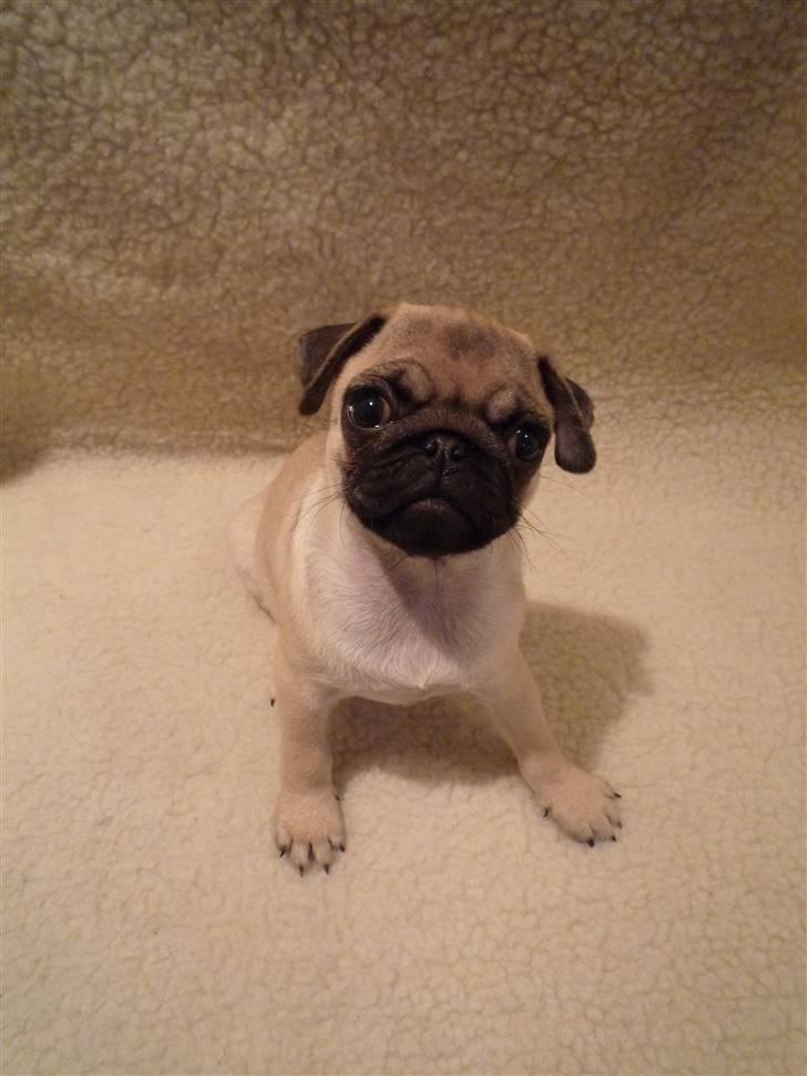 Mops Gizmo billede 4