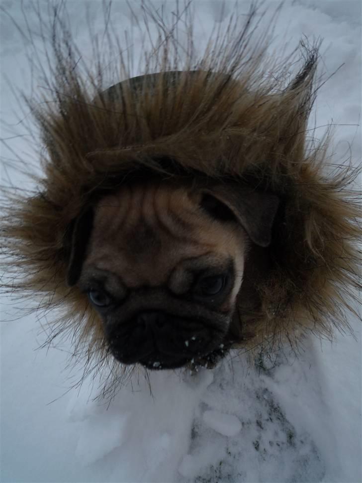 Mops Gizmo billede 5