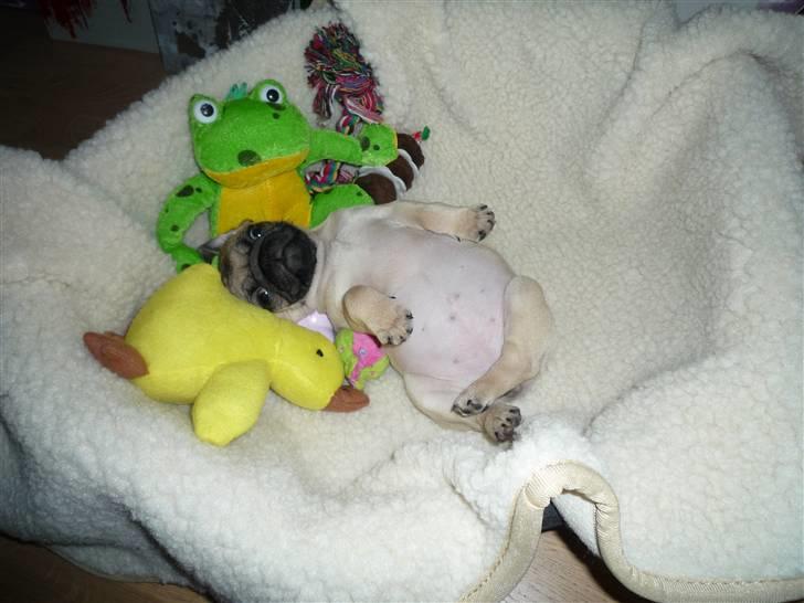 Mops Gizmo billede 6