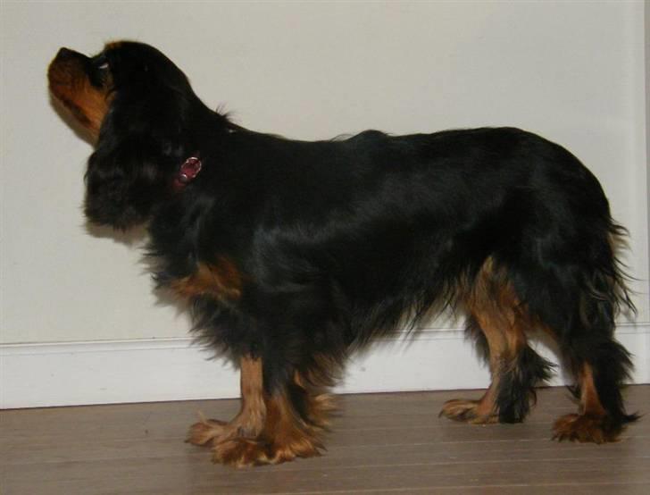 Cavalier king charles spaniel Nova  billede 1