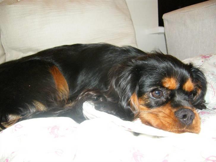 Cavalier king charles spaniel Nova  billede 2