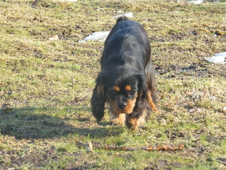 Cavalier king charles spaniel Nova  billede 3