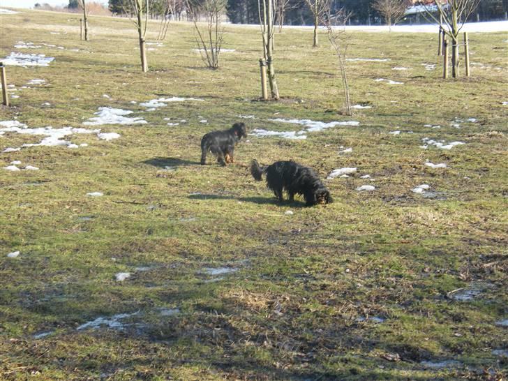 Cavalier king charles spaniel Nova  billede 4
