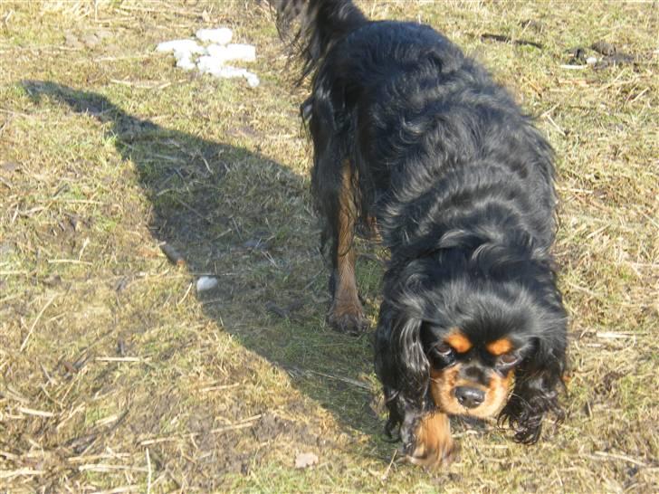 Cavalier king charles spaniel Nova  billede 5