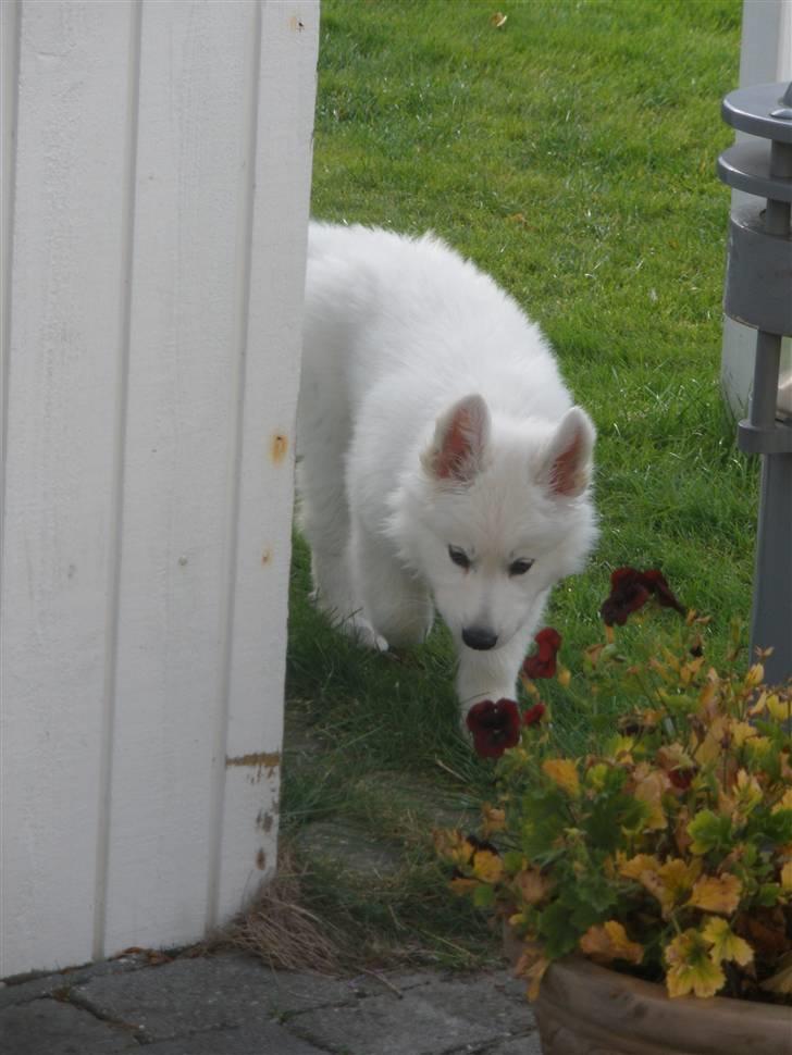 Hvid schæfer eddie billede 6