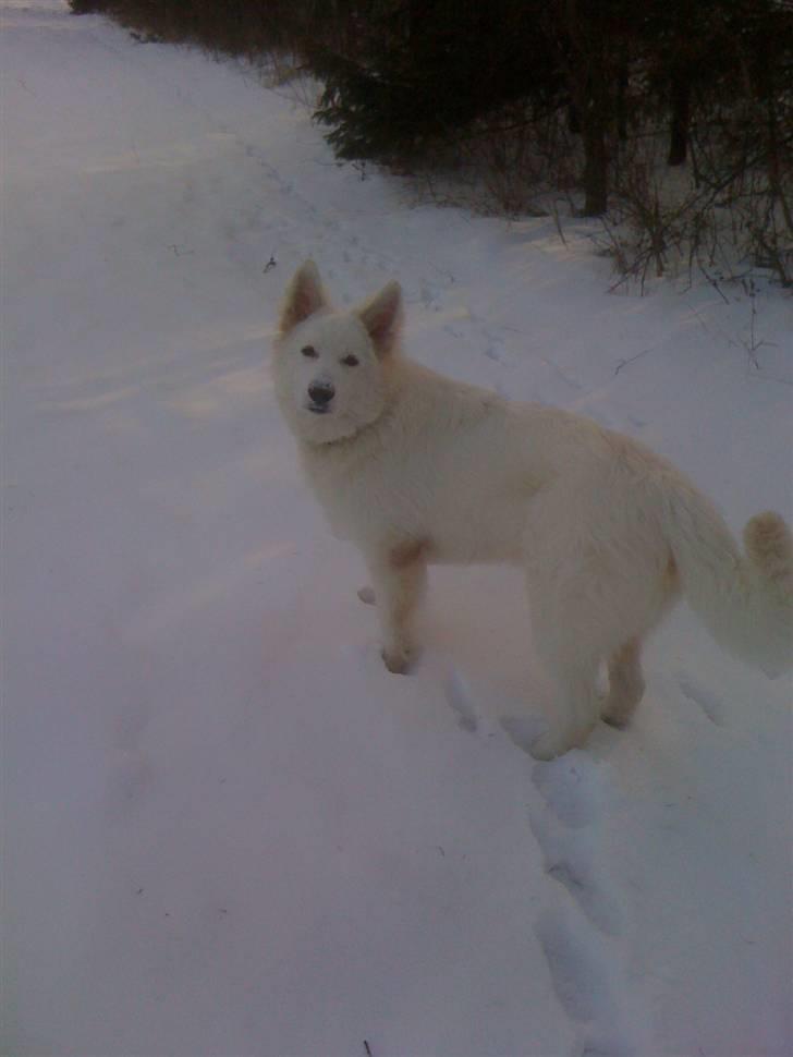 Hvid schæfer eddie billede 7