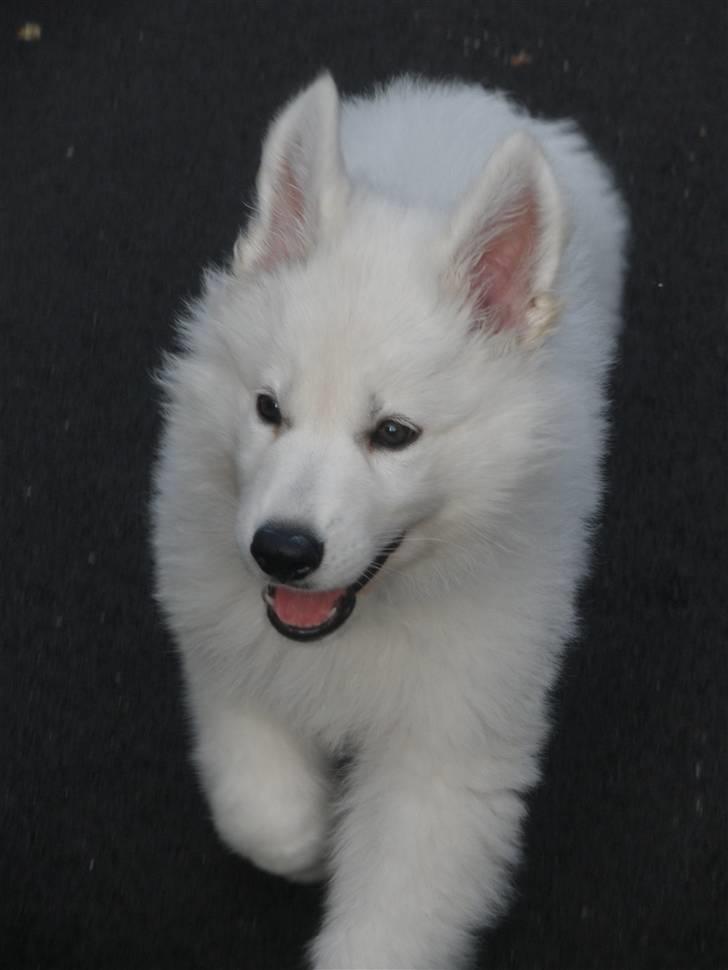 Hvid schæfer eddie billede 8