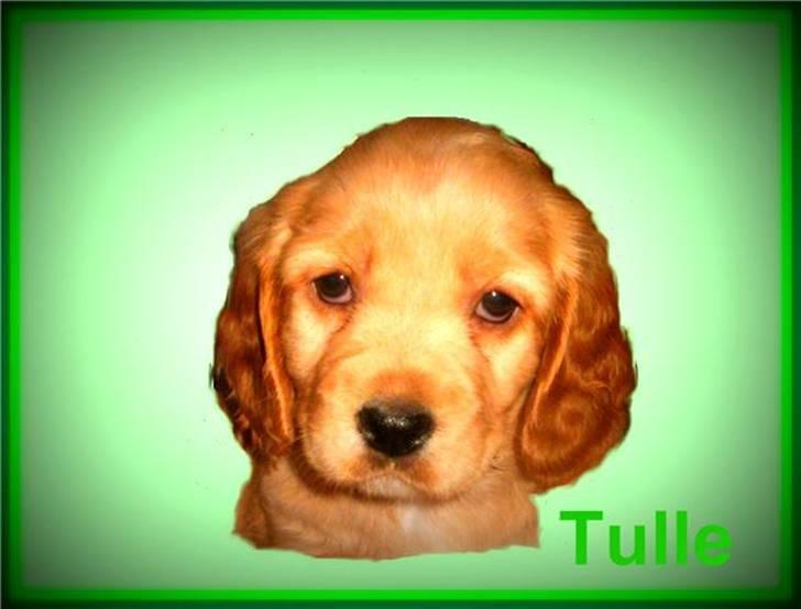 Blanding af racer Tulle billede 1