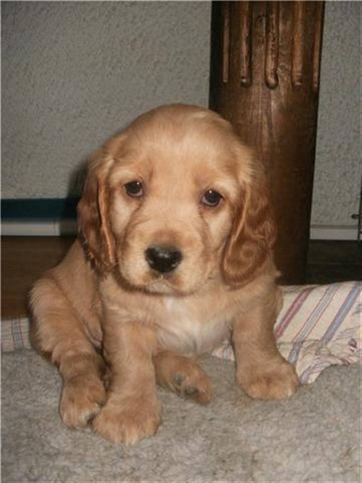 Blanding af racer Tulle billede 2