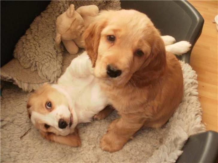 Blanding af racer Tulle billede 3