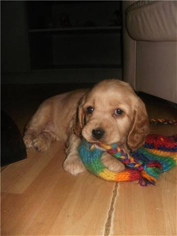 Blanding af racer Tulle billede 4