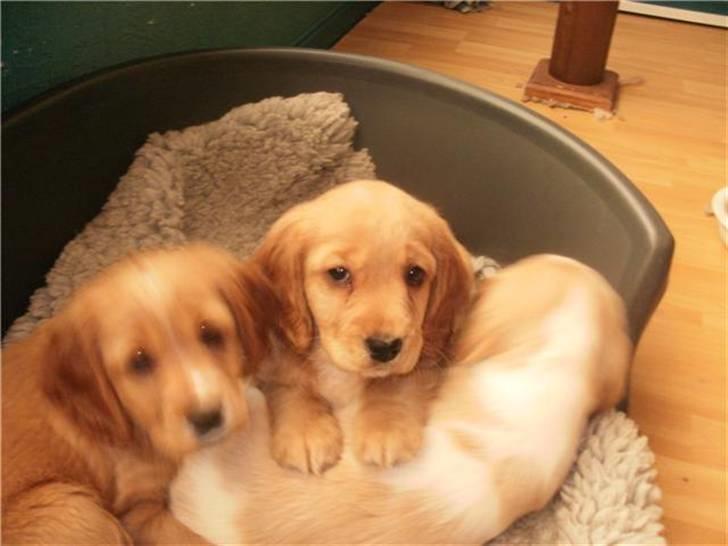 Blanding af racer Tulle billede 5