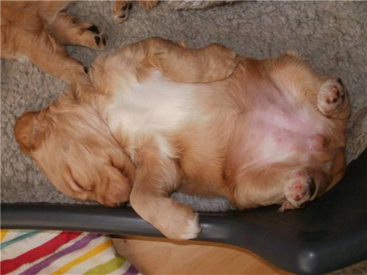 Blanding af racer Tulle billede 6