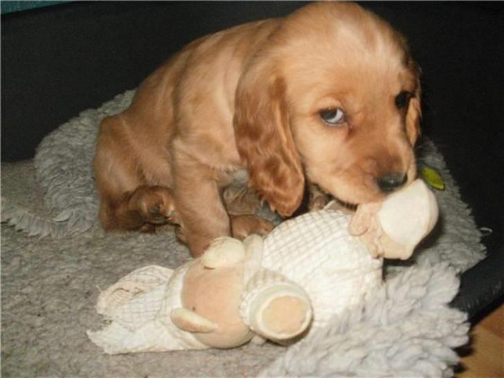 Blanding af racer Tulle billede 7