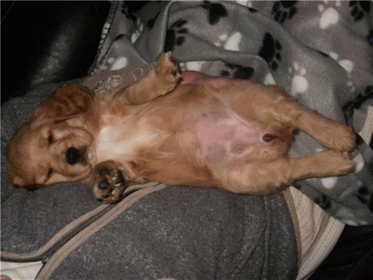 Blanding af racer Tulle billede 8